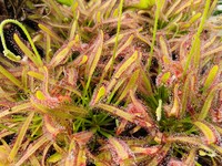 Drosera capensis - širokolistá | rosnatka kapská | širokolistý kultivar