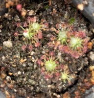 Drosera occidentalis ssp. australis | Wariup | australská trpasličí rosnatka | 2 - 5 rostlin