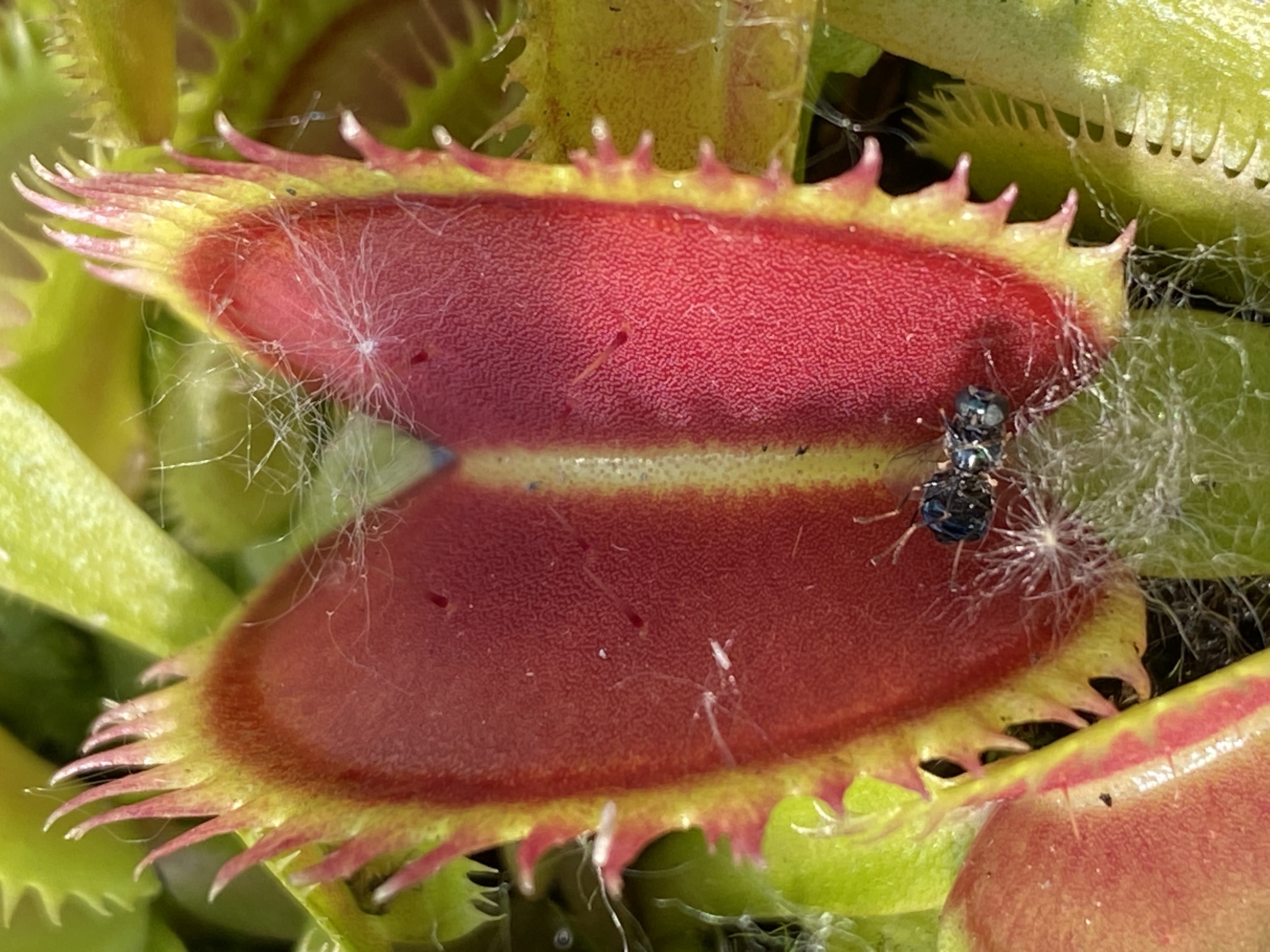 Dionaea muscipula | Mucholapka podivná | klon Brutal Shark