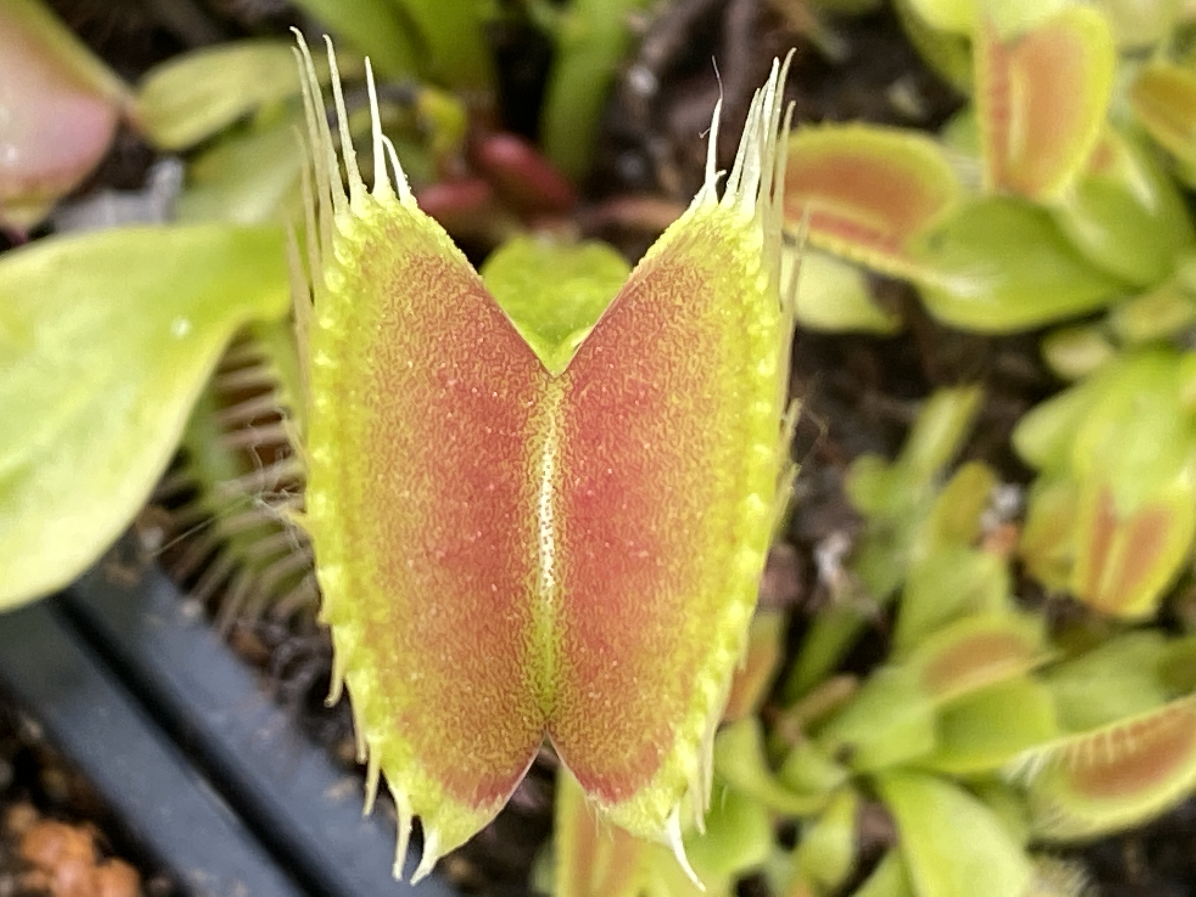 Dionaea muscipula | Mucholapka podivná | klon DCXL