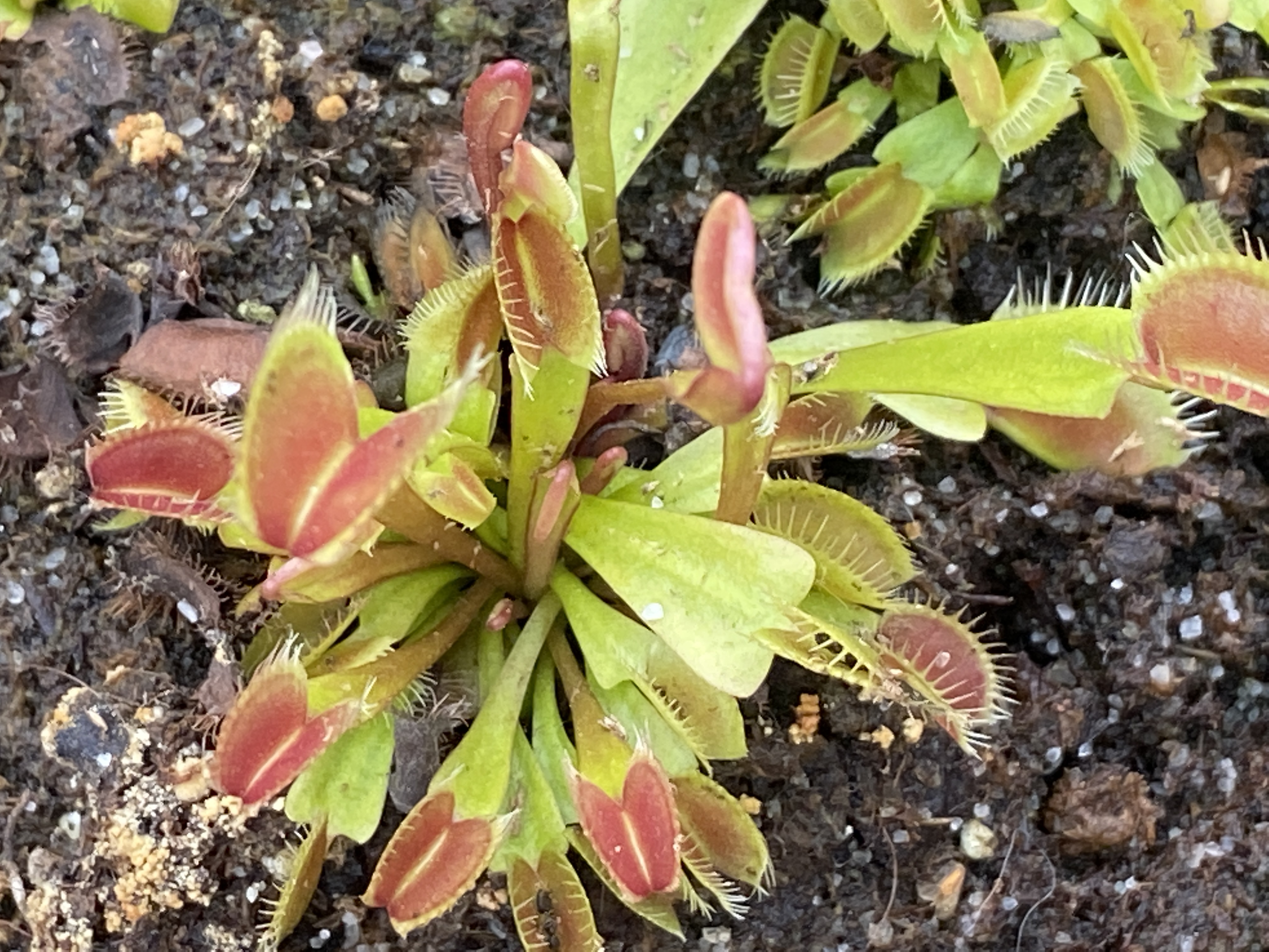 Dionaea muscipula | Mucholapka podivná | klon Le Grosse Guigi