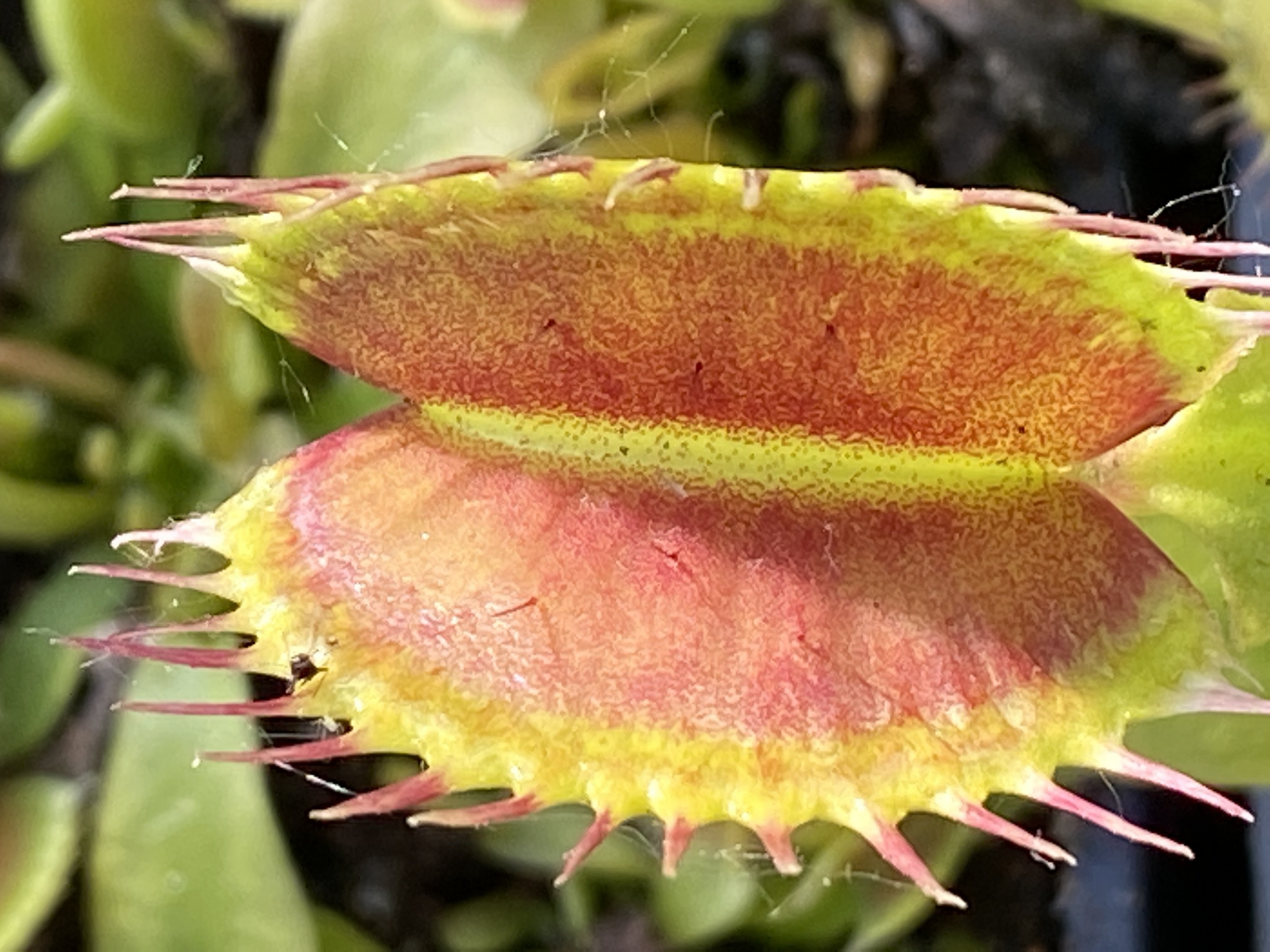 Dionaea muscipula | Mucholapka podivná | klon Pro Giant