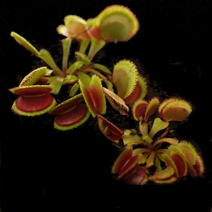 Dionaea muscipula | Mucholapka podivná | Krátkozubý typ