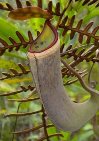 Nepenthes albomarginata | červeně pruhovaná forma | láčkovka lemovaná | 6 - 15 cm
