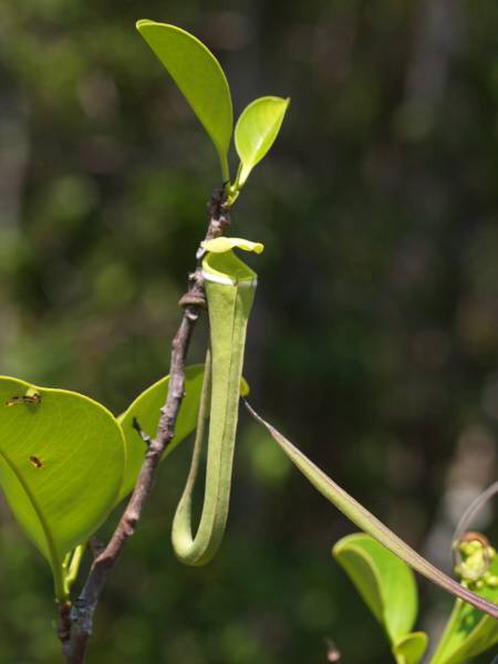 Nepenthes albomarginata | zelená forma | láčkovka lemovaná | 6 - 10 cm