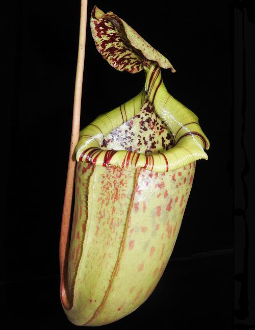 Nepenthes burbidgeae x sibuyanensis | 15 - 20 cm