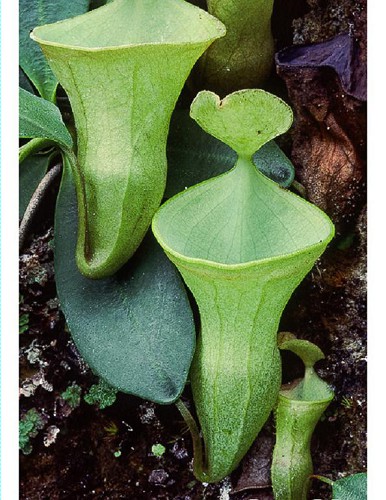 Nepenthes campanulata | Kalimantan | Láčkovka | 6 - 10 cm