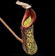 Nepenthes fusca - žíhaná (Borneo) | Láčkovka