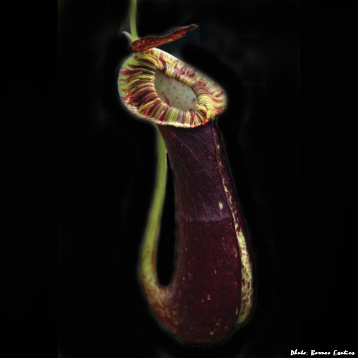 Nepenthes mirabilis var. echinostoma | Láčkovka podivná | 6 - 10 cm