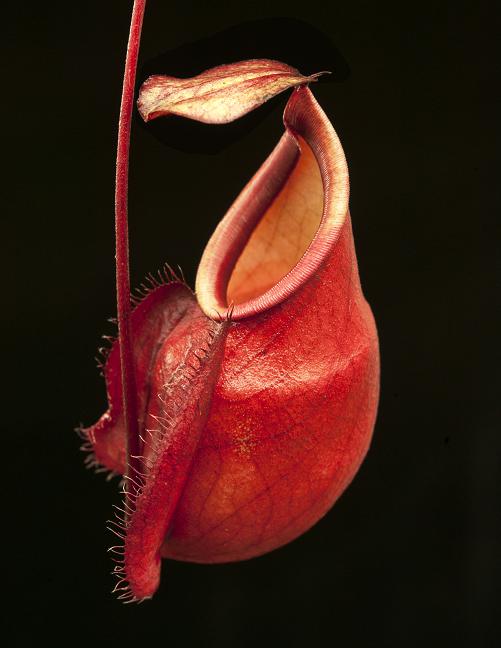Nepenthes mirabilis var. globosa | Láčkovka podivná | 6 - 10 cm