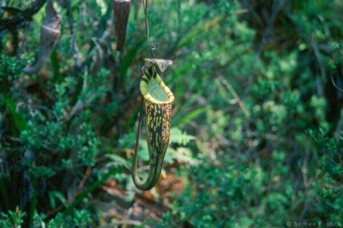 Nepenthes spectabilis (Sibuatan) | Láčkovka vznešená