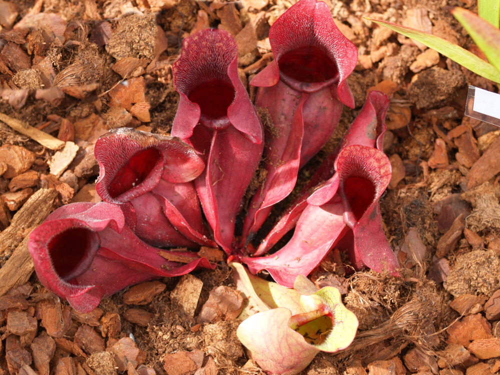Sarracenia purpurea ssp. burkii | špirlice nachová