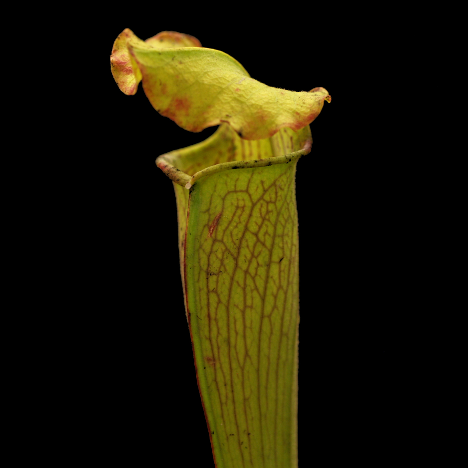 Sarracenia rubra ssp. alabamensis | špirlice ruměná