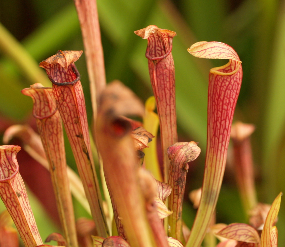 Sarracenia rubra ssp. jonesii | špirlice ruměná