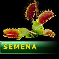 Semena | Dionaea muscipula - Mucholapka podivná | Fine tooth x Red klon