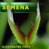Semena | Dionaea muscipula - Mucholapka podivná | mohutný klon