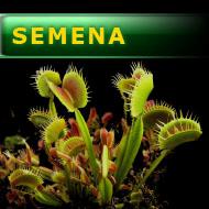 Semena | Dionaea muscipula - Mucholapka podivná | směs klonů