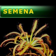 Semena | Drosera capensis - Rosnatka kapská