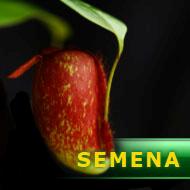 Semena | Nepenthes ampullaria - Láčkovka soudečková | hot lips typ