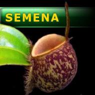 Semena | Nepenthes ampullaria - Láčkovka soudečková | žíhaná