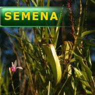 Semena | Nepenthes mirabilis - Láčkovka podivná