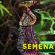 Semena | Nepenthes rafflesiana - Láčkovka Rafflesova