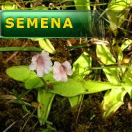 Semena | Pinguicula grandiflora ssp. rosea (Belledone) - Tučnice velkokvětá