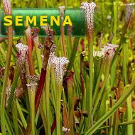 Semena | Sarracenia leucophylla (Mississippi) - Špirlice bělolistá