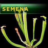 Semena | Sarracenia oreophila - Špirlice náhorní | fialovokrký typ