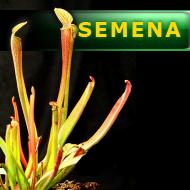 Semena | Sarracenia rubra var. jonesii (Pickers Co.) - Špirlice ruměná