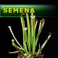 Semena | Sarracenia rubra var. rubra (Green Swamp) - Špirlice ruměná