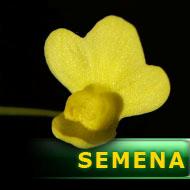 Semena | Utricularia flaccida