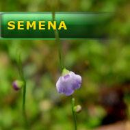 Semena | Utricularia lateriflora