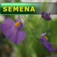 Semena | Utricularia longifolia - Bublinatka dlouholistá