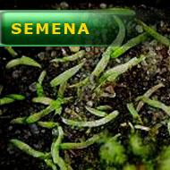 Semena | Utricularia prehensilis - Bublinatka oplétavá