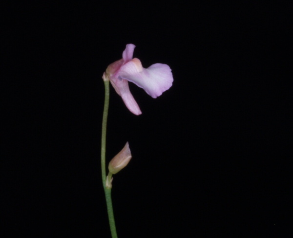Utricularia parthenopipes | Bublinatka