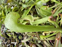 Darlingtonia californica | darlingtonie kalifornská | dospělá rostlina 13 - 18 cm