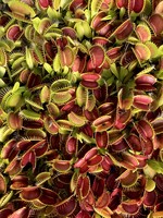 Dionaea muscipula | Mucholapka podivná | 10 dospělých rostlin