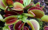 Dionaea muscipula | Mucholapka podivná | 2 dospělé rostliny