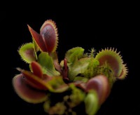 Dionaea muscipula | Mucholapka podivná | 5 mladých rostlin