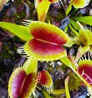 Dionaea muscipula | Mucholapka podivná | ARPC