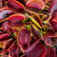 Dionaea muscipula | Mucholapka podivná | Bohemian Garnet - Český granát