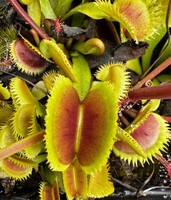 Dionaea muscipula | Mucholapka podivná | Bristle Teeth