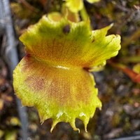 Dionaea muscipula | Mucholapka podivná | Conquiscador