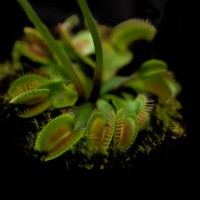 Dionaea muscipula | Mucholapka podivná | dospělá rostlina
