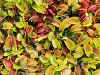 Dionaea muscipula | Mucholapka podivná | dospělá rostlina