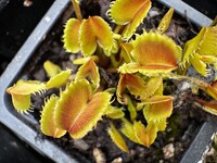 Dionaea muscipula | Mucholapka podivná | FTS Evil Guppy
