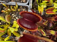 Dionaea muscipula | Mucholapka podivná | Golden Strike