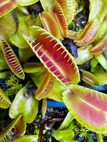 Dionaea muscipula | Mucholapka podivná | Jaws Smile 1871