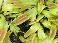 Dionaea muscipula | Mucholapka podivná | klon Alien